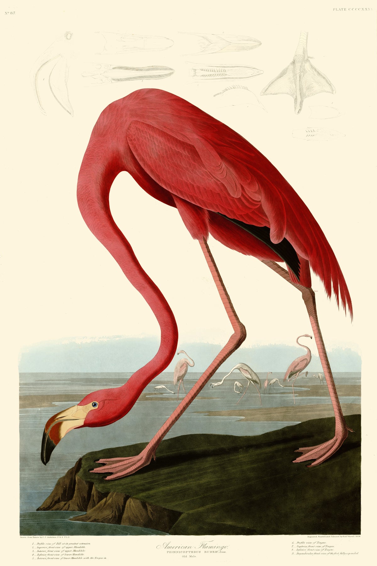 American Flamingo by John James Audubon, customizable wall art print from 905Print