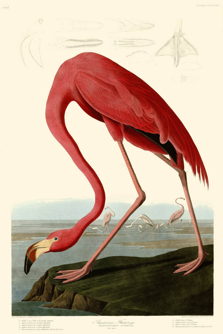 American Flamingo by John James Audubon, customizable wall art print from 905Print