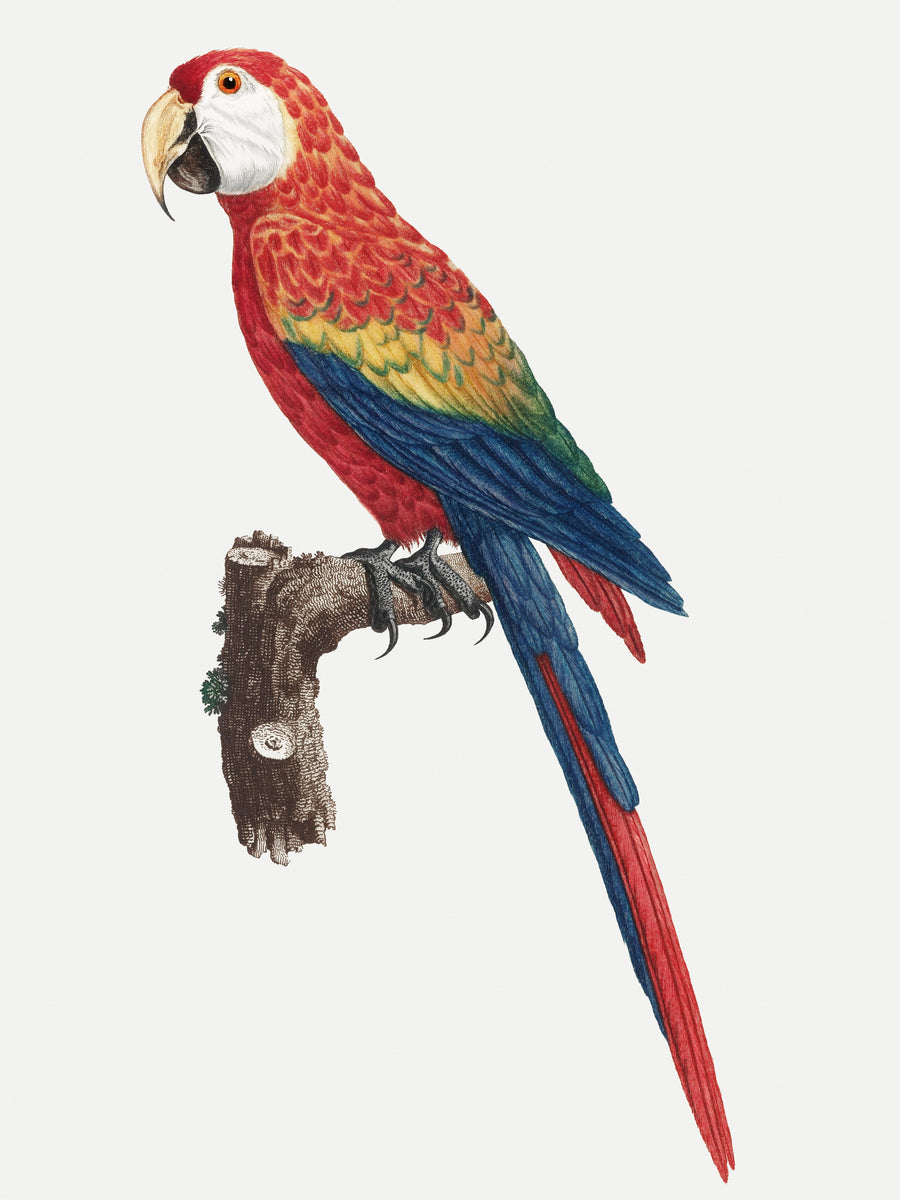 Colorful Araracanga vintage illustration, customizable wall art print from 905Print