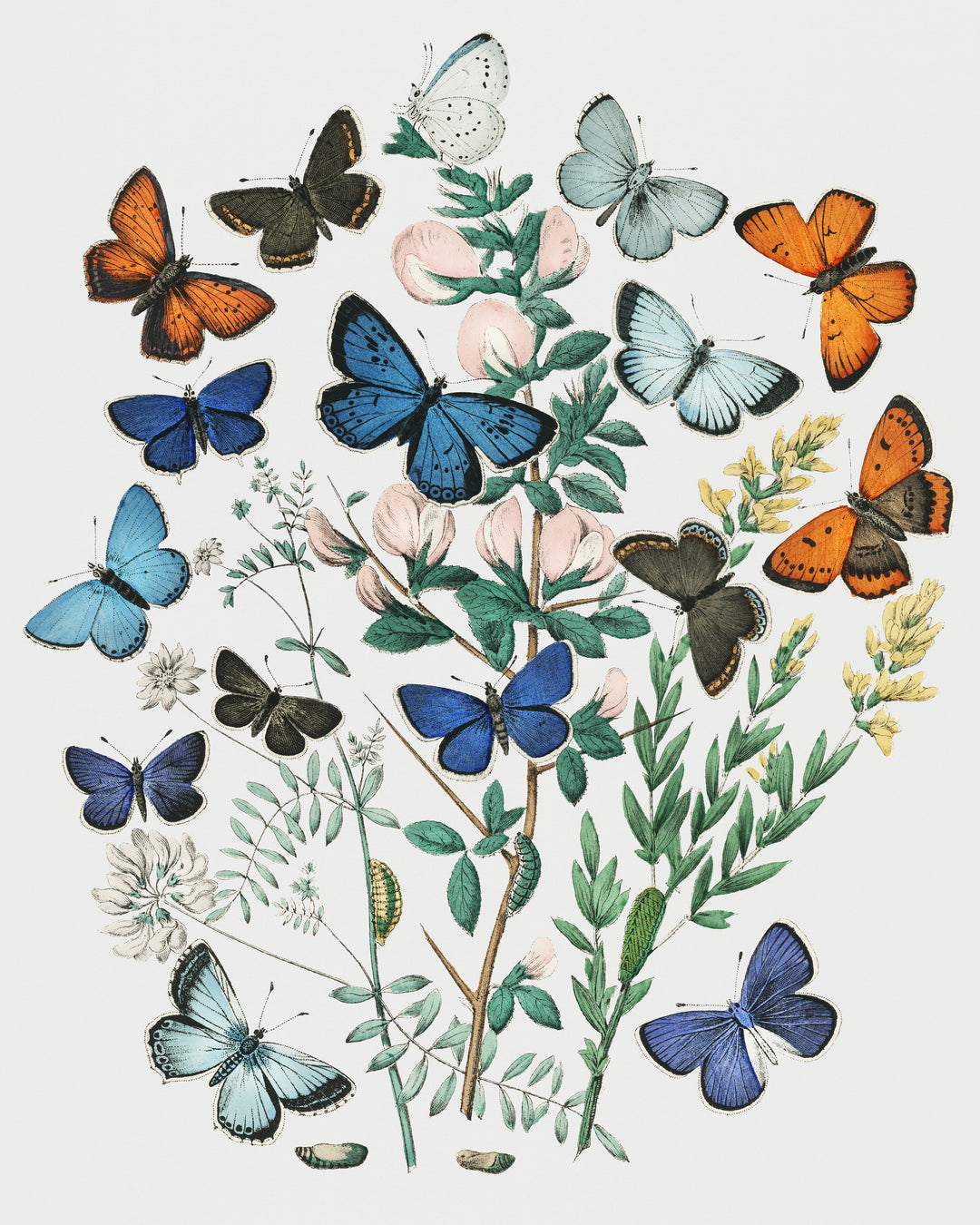 European Butterflies and Moths, customizable wall art print from 905Print