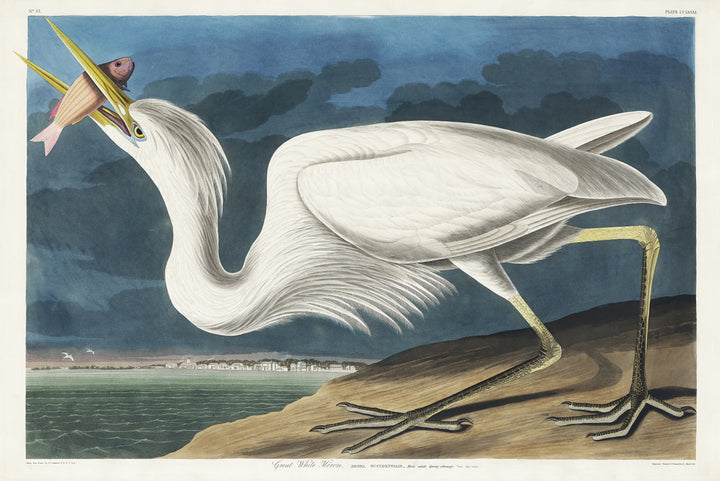 Great White Heron by John James Audubon, customizable wall art print from 905Print