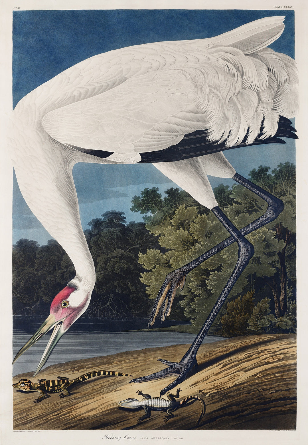 Hooping Crane by John James Audubon, customizable wall art print from 905Print
