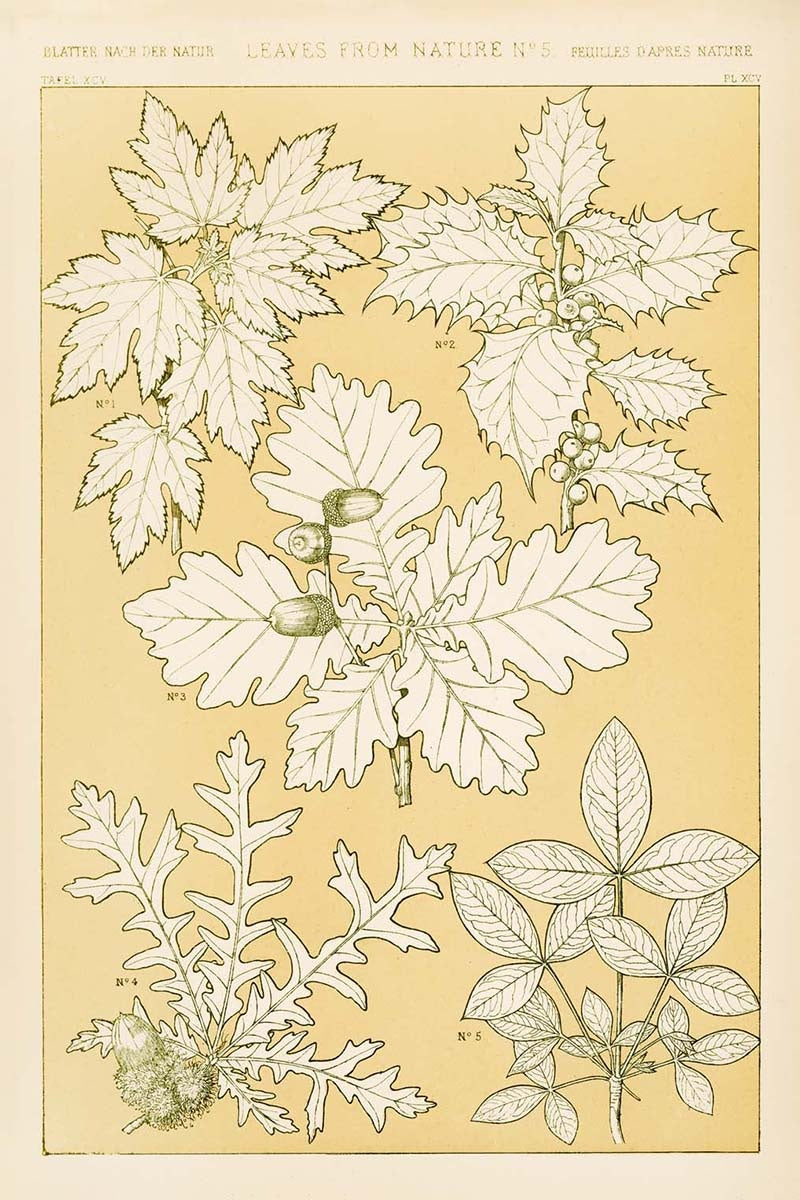 Leaves from Nature No. 5 by Owen Jones, customizable wall art print from 905Print