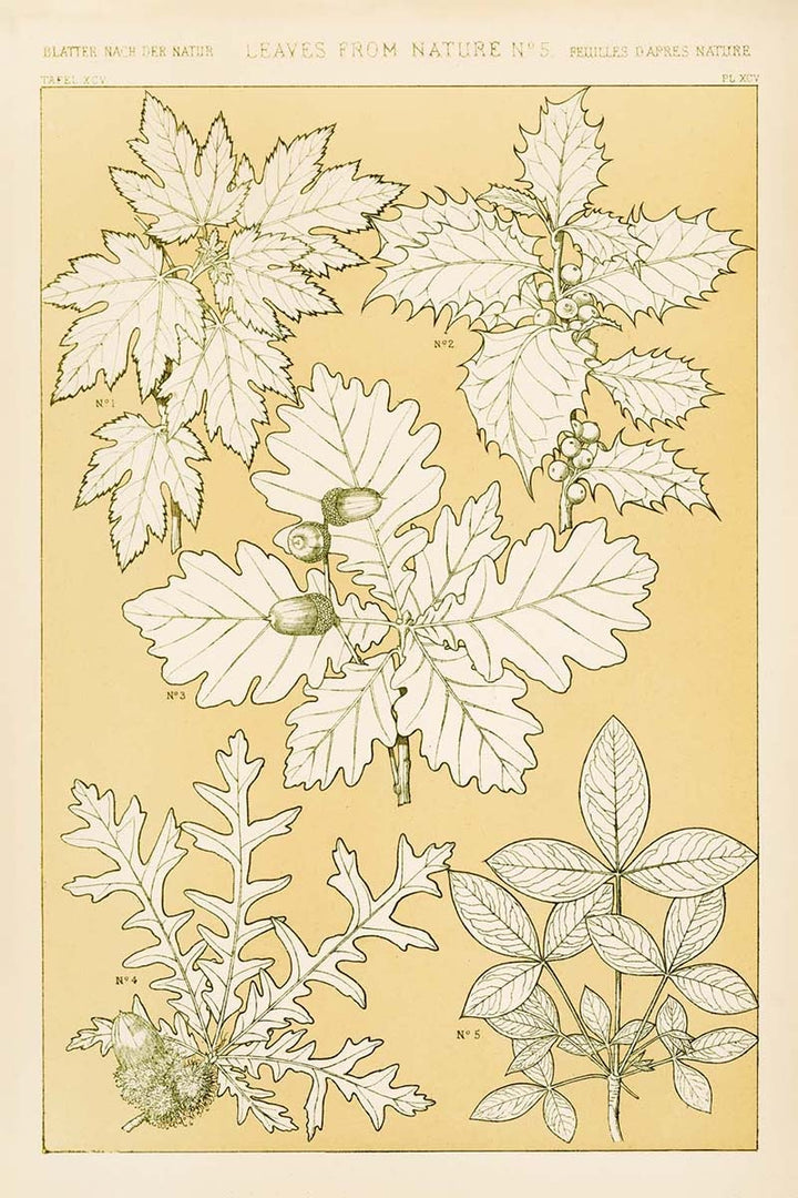 Leaves from Nature No. 5 by Owen Jones, customizable wall art print from 905Print
