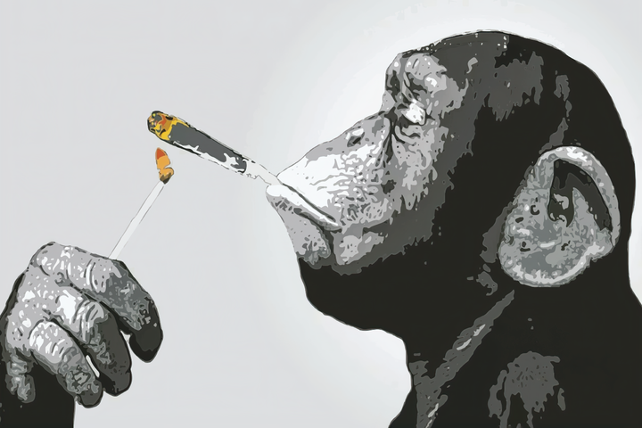 Monkey Chimp Smoking Spliff wall art print from 905Print